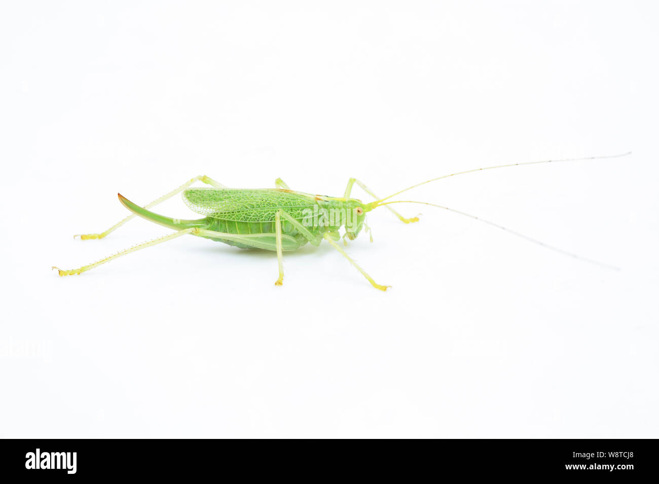 Eine weibliche Eiche Bush - Kricket, Meconema thalassinum, fotografiert auf einem weißen Hintergrund. North Dorset England UK GB Stockfoto