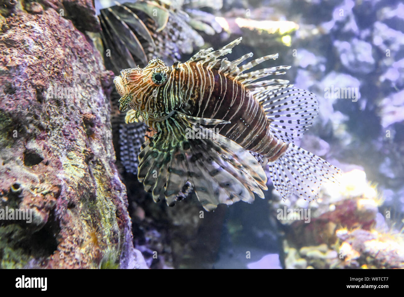 Rotfeuerfisch Pterois volitans Lionfish - Rot eine giftige Fische mit giftigen Stacheln - Coral Reef Fisch in das Bermuda Aquarium, Museum und Zoo - scorpaenidae Stockfoto