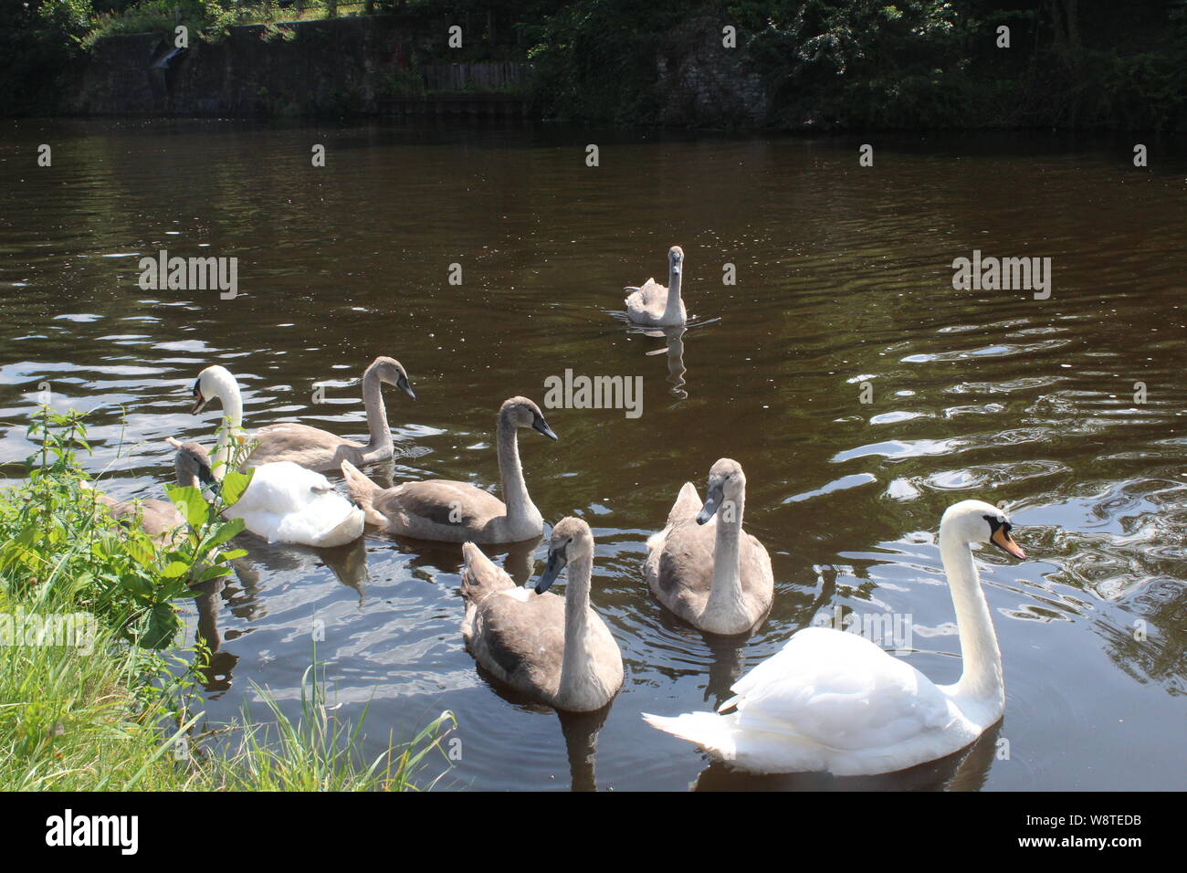 Schwäne und Zygnen schwimmen auf dem Aire- und Calder-Kanal Knottingley West Yorkshire, Großbritannien Stockfoto