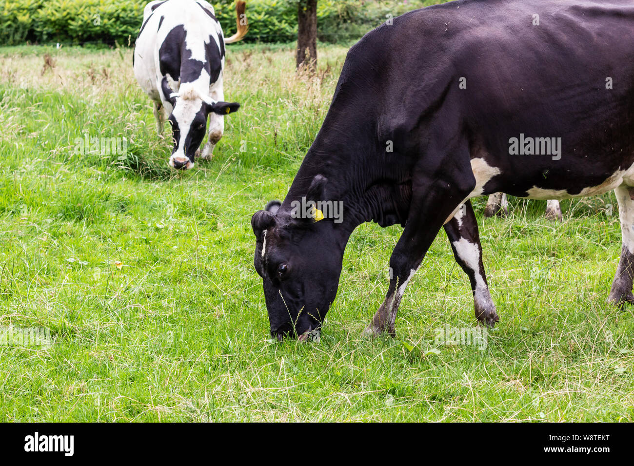 Zwei holsteiner Kühe fressen Gras Stockfoto