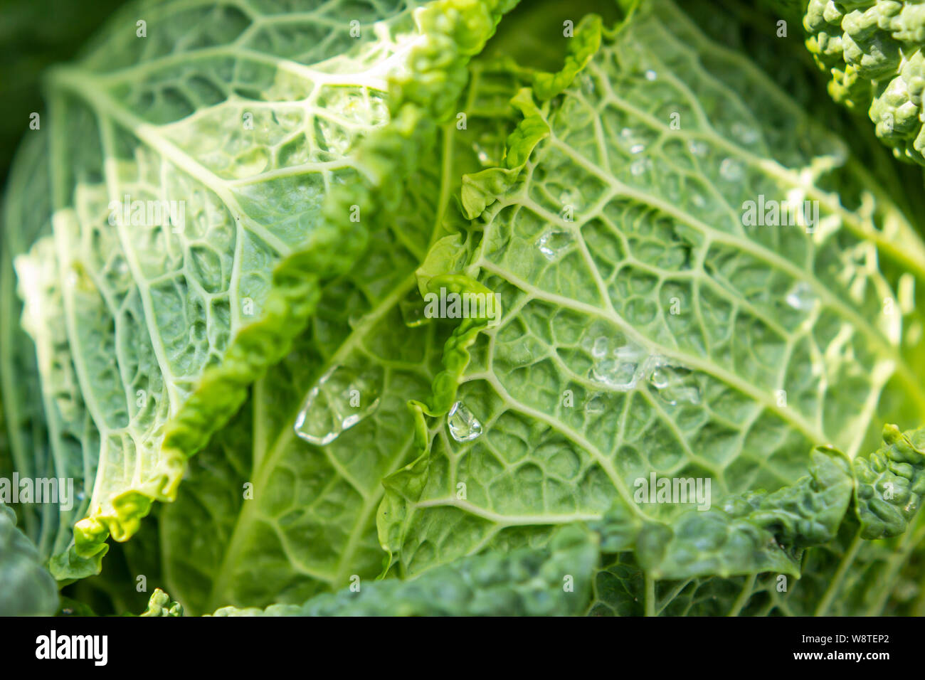 Frische Wirsing im Garten Stockfoto