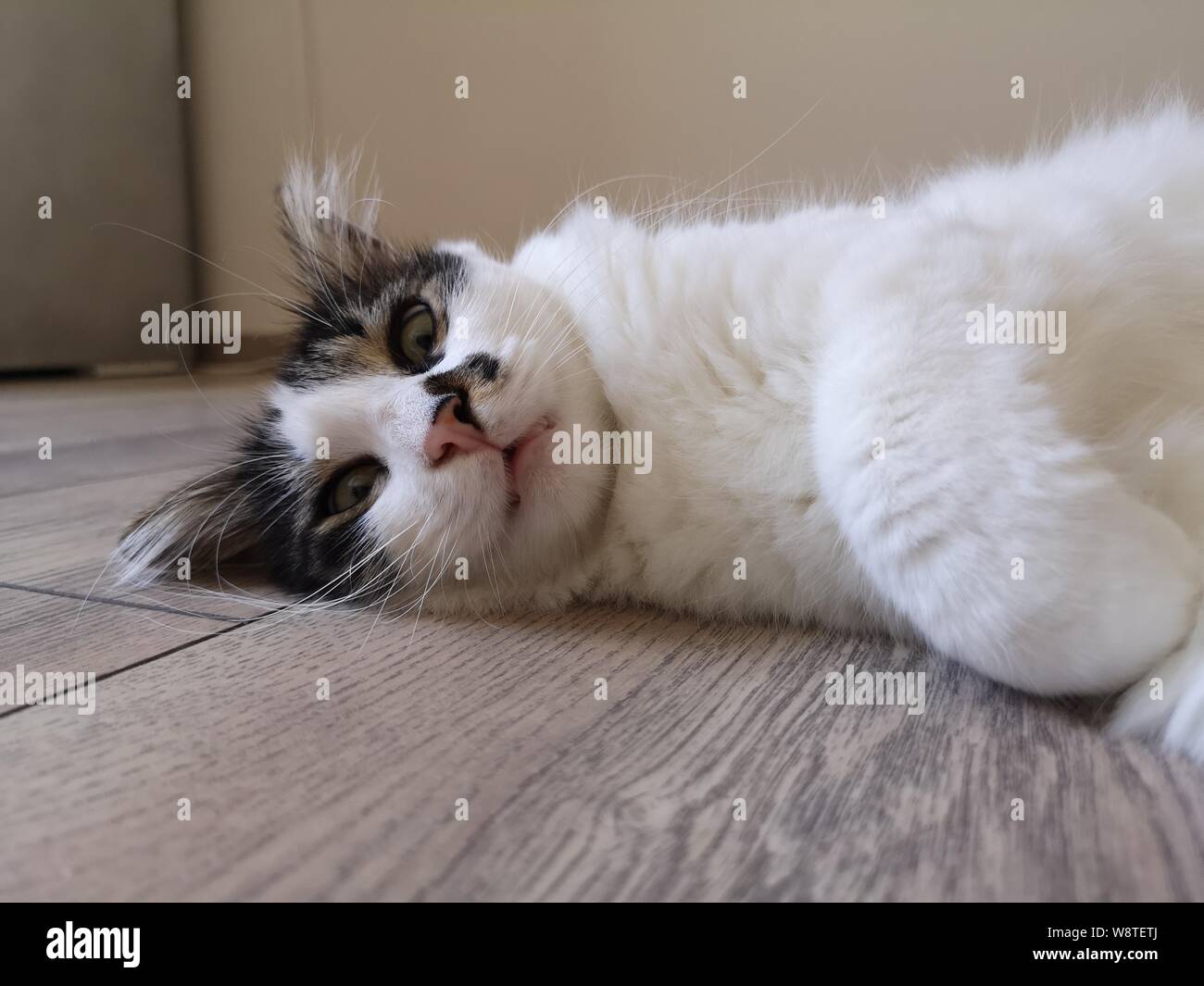 Katze Stockfoto