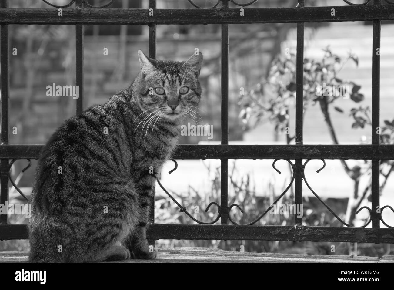 Abisolierten Katze auf Eisen Zaun Stockfoto