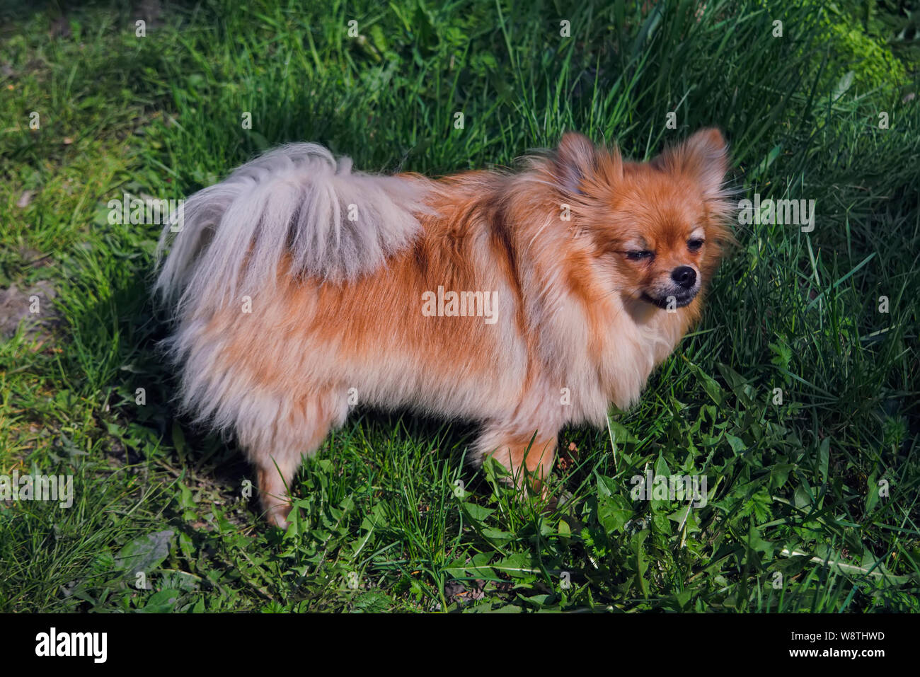 Ein wenig shaggy dog Spaziergänge auf dem grünen Rasen. Stockfoto
