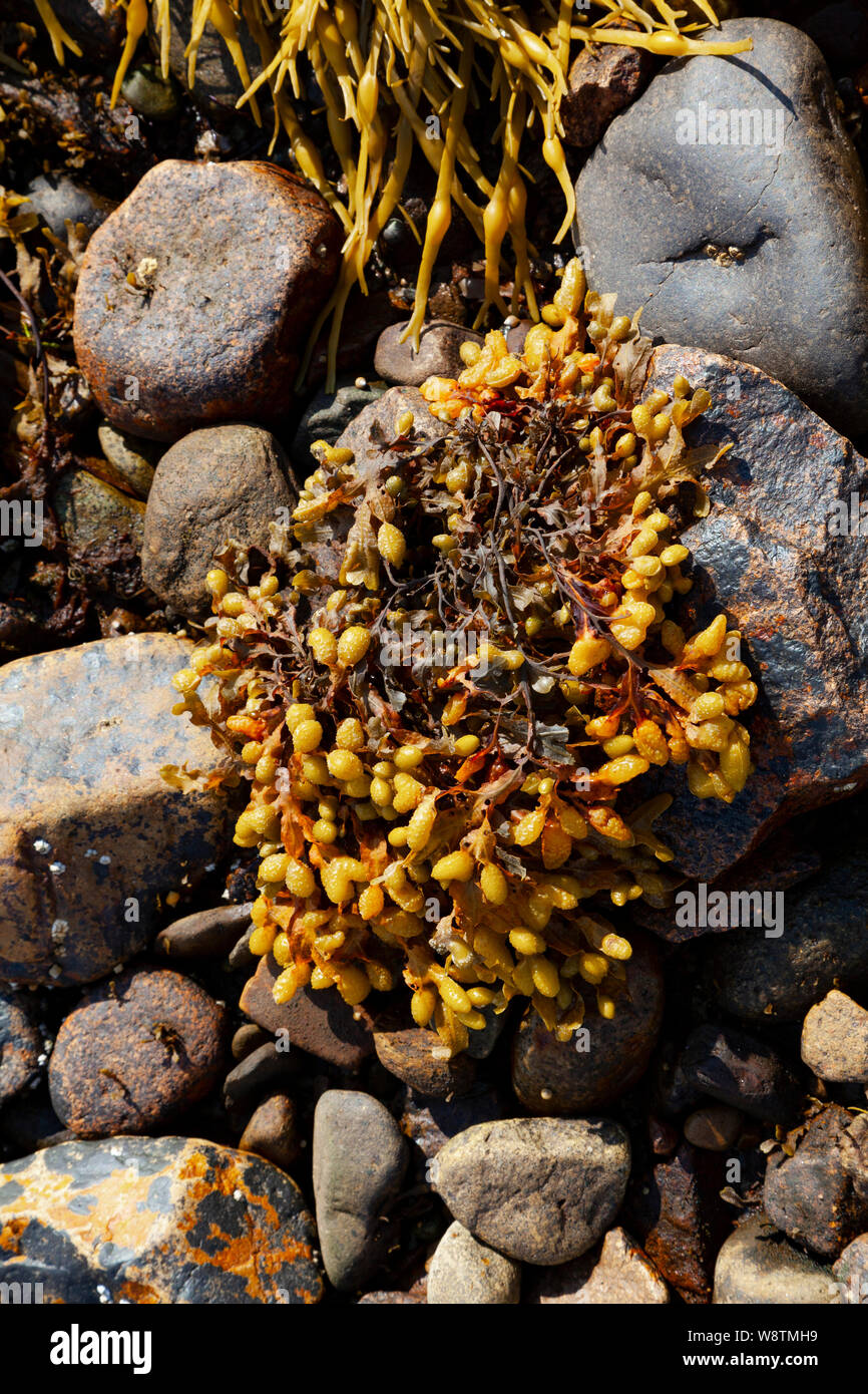 Ascophyllum nodosum, feamainn bhuí, rockweed, Norwegischen Seetang, geknotet Kelp, geknotet Rack Rack oder ei Stockfoto
