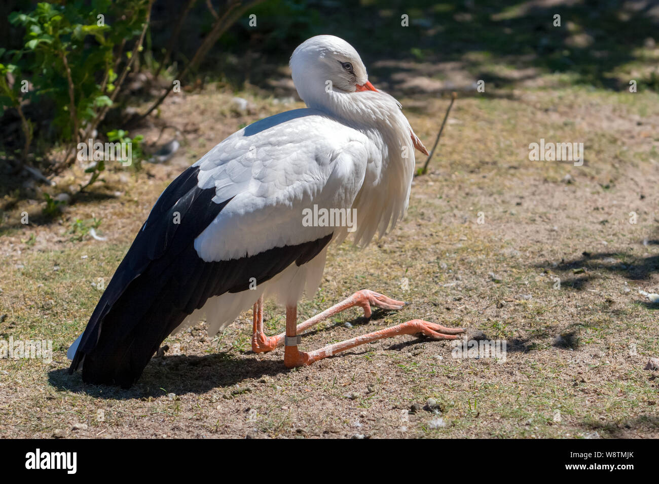 Ein Storch sitzt auf verbogene Pfoten auf dem Boden. Der Schnabel ist auf der Brust versteckt. Farbe ist Schwarz und Weiß. Stockfoto
