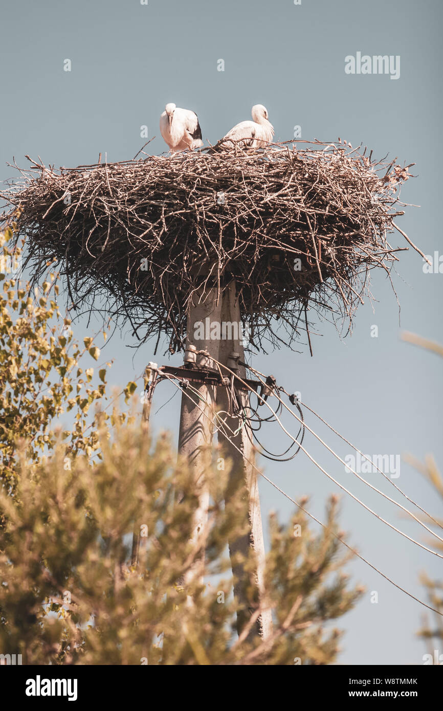 Zwei Störche in einem Nest aus Zweigen auf einer Stange. 2-polig mit Kabel. Stockfoto