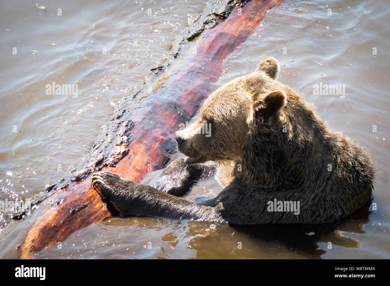 Grinder, ein Bewohner Grizzlybär (Ursus arctos Horribilis) der Bär Schongebiet am Grouse Mountain, North Vancouver, British Columbia, Kanada. Stockfoto