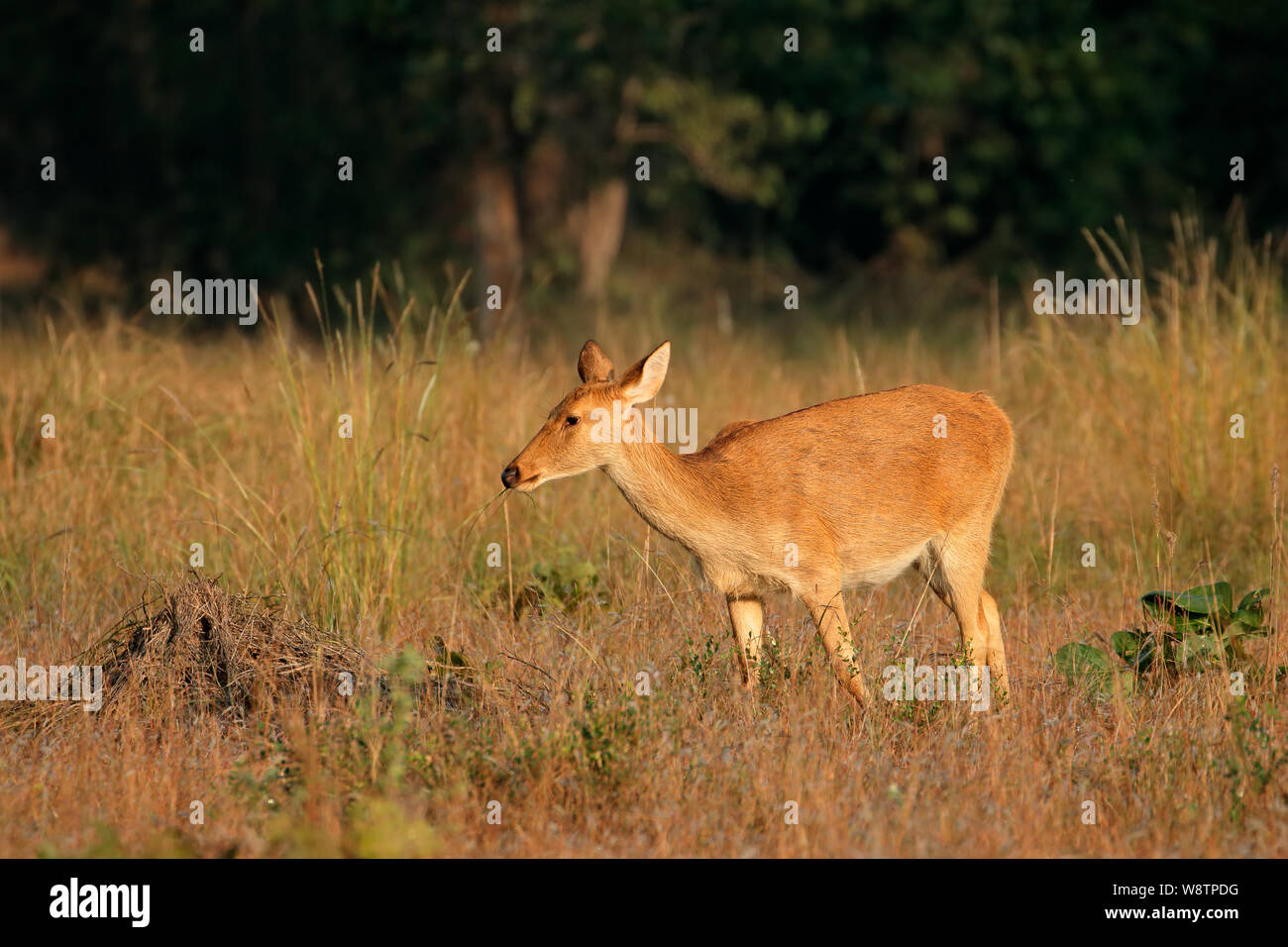 Weibliche Barasingha oder Hirsche Sumpf (Rucervus duvaucelii), Kanha National Park, Indien Stockfoto