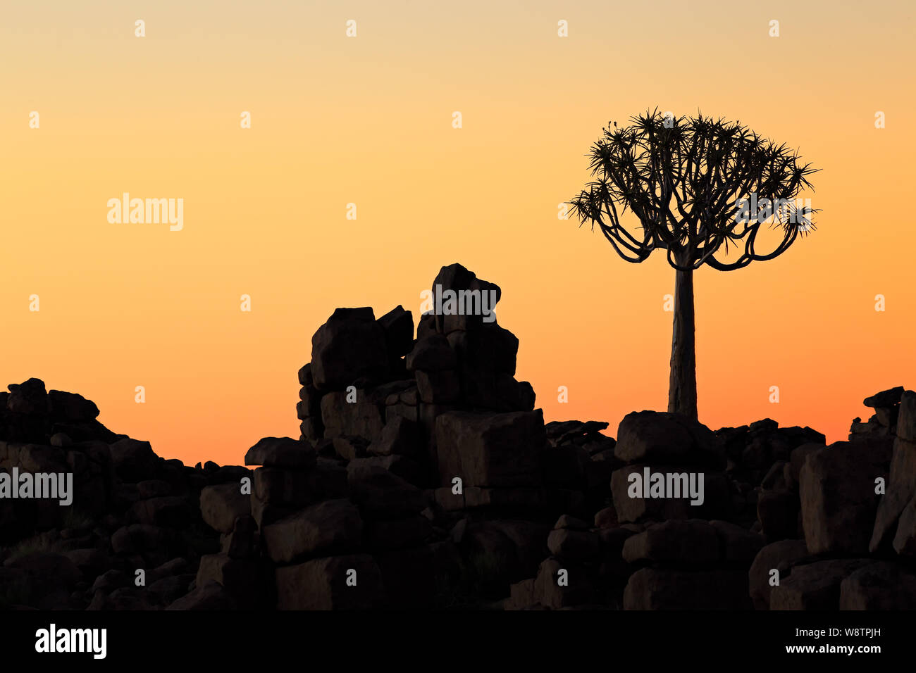 Silhouette einer köcherbaum (Aloe dichotoma) und Felsen bei Sonnenuntergang, Namibia Stockfoto