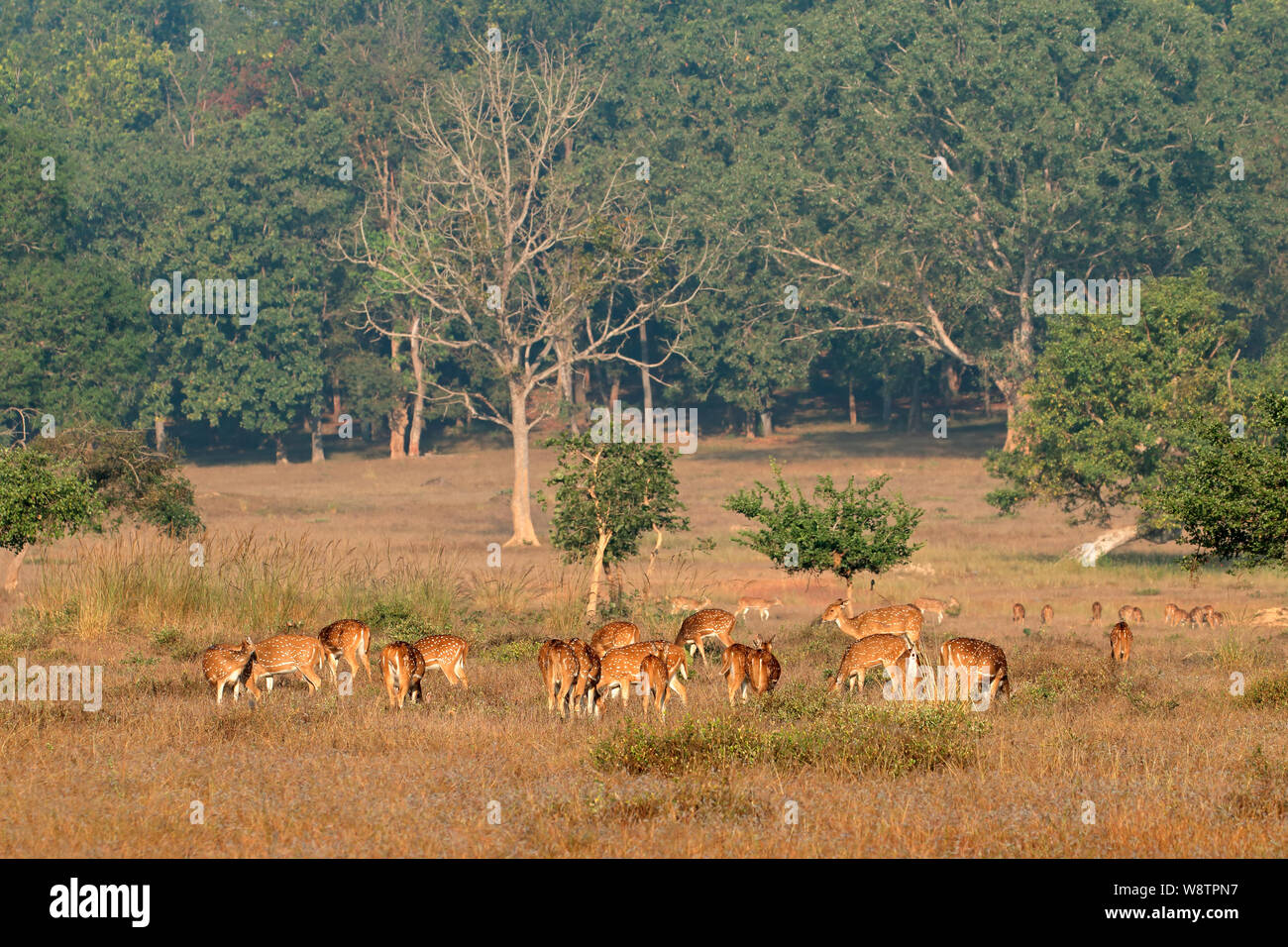 Herde von Spotted Deer oder Chital (Achse) Ernährung im natürlichen Lebensraum, Kanha National Park, Indien Stockfoto