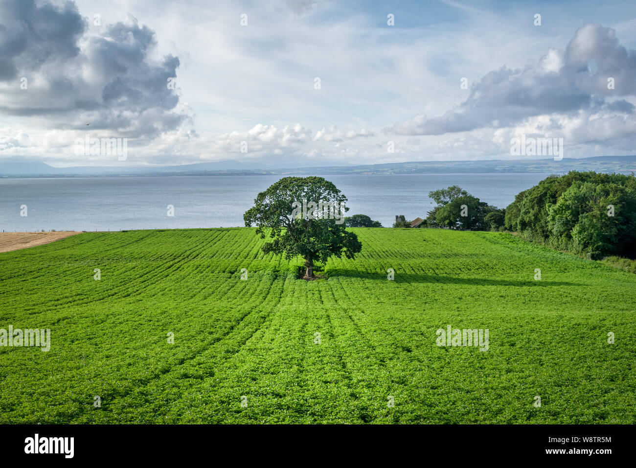 Dies ist ein singel Baum in der Mitte des Feldes von Kartoffeln in Donegal Irland. Stockfoto