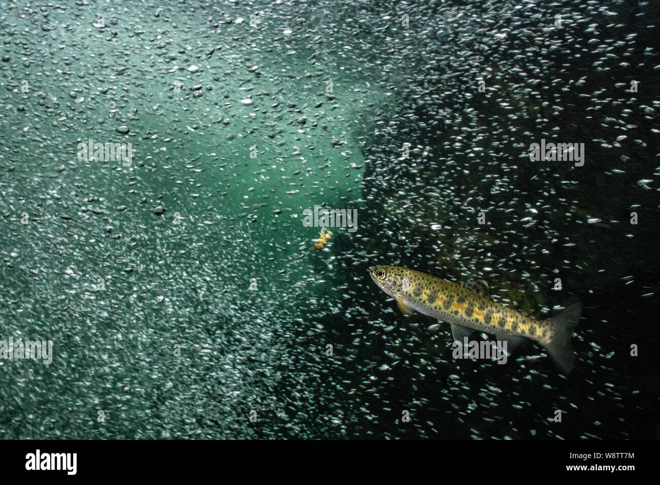 Ein Cutthroat trout über auf ein Insekt in den Stromschnellen eines alpinen Creek in Kanada zu füttern. Stockfoto