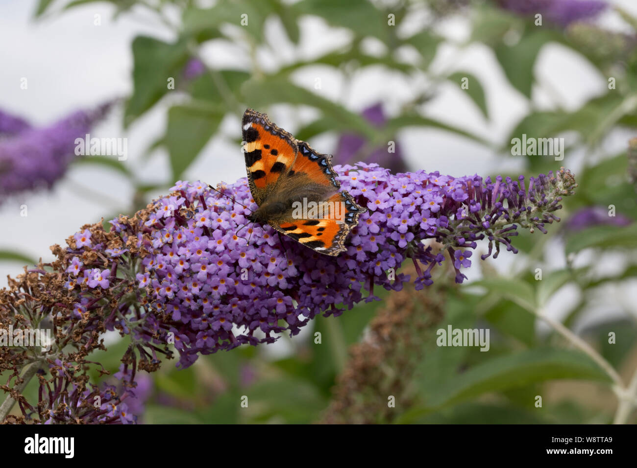 Ein kleiner Fuchs Schmetterling, Nymphalis urticae, Fütterung auf sommerflieder Blumen, Cotswolds, Großbritannien Stockfoto
