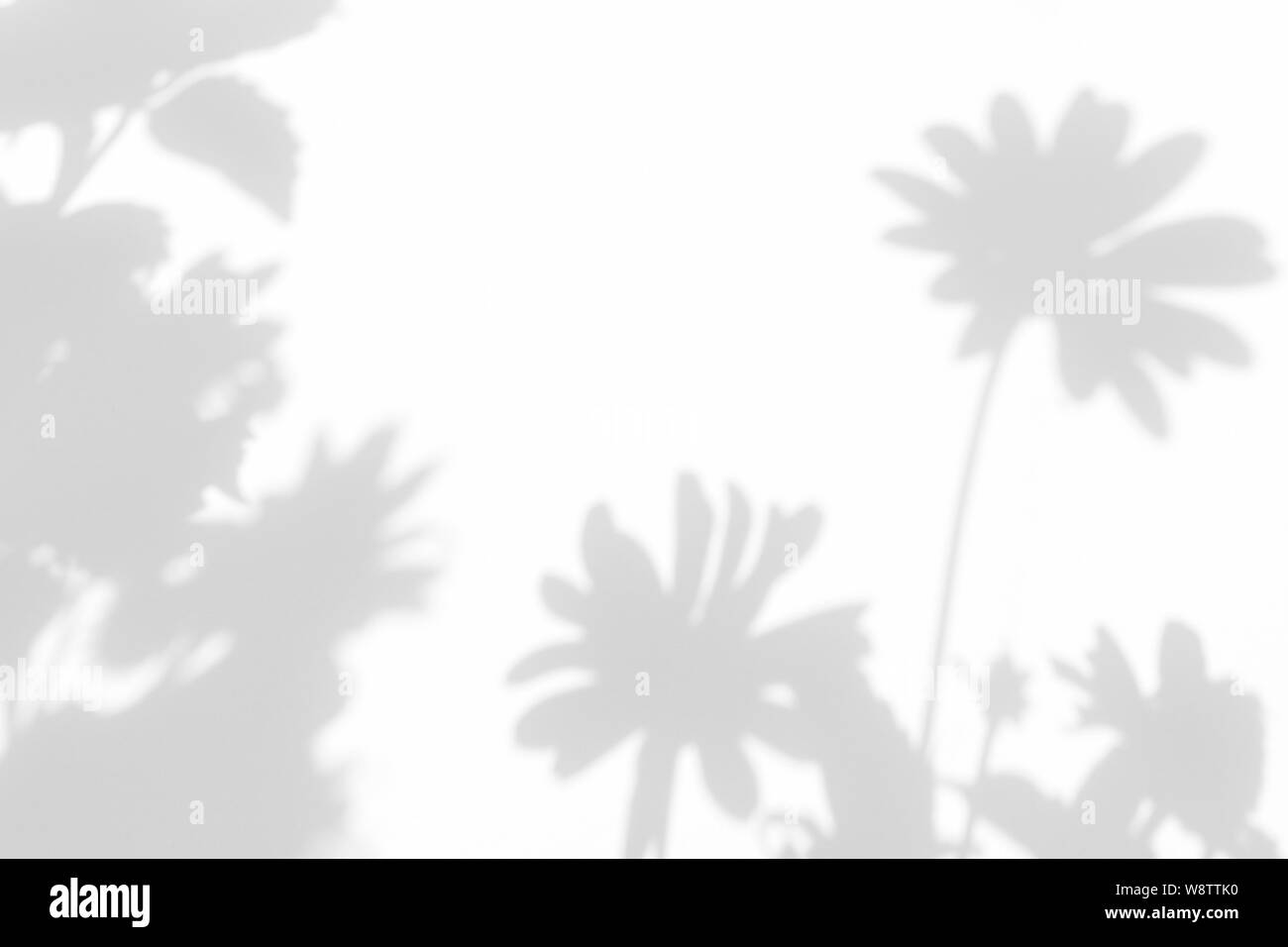 Graue Schatten der Blumen auf eine weiße Wand. Abstrakten neutralen Charakter Konzept Hintergrund. Platz für Text. Unscharfe, defokussiert. Stockfoto