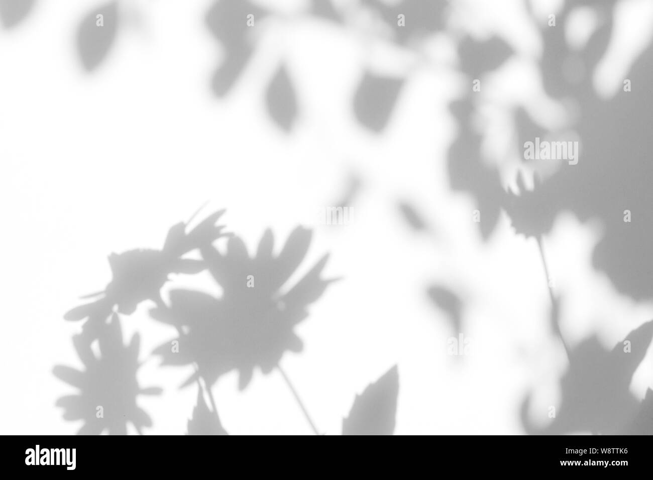 Graue Schatten der Blumen auf eine weiße Wand. Abstrakten neutralen Charakter Konzept Hintergrund. Platz für Text. Unscharfe, defokussiert. Stockfoto