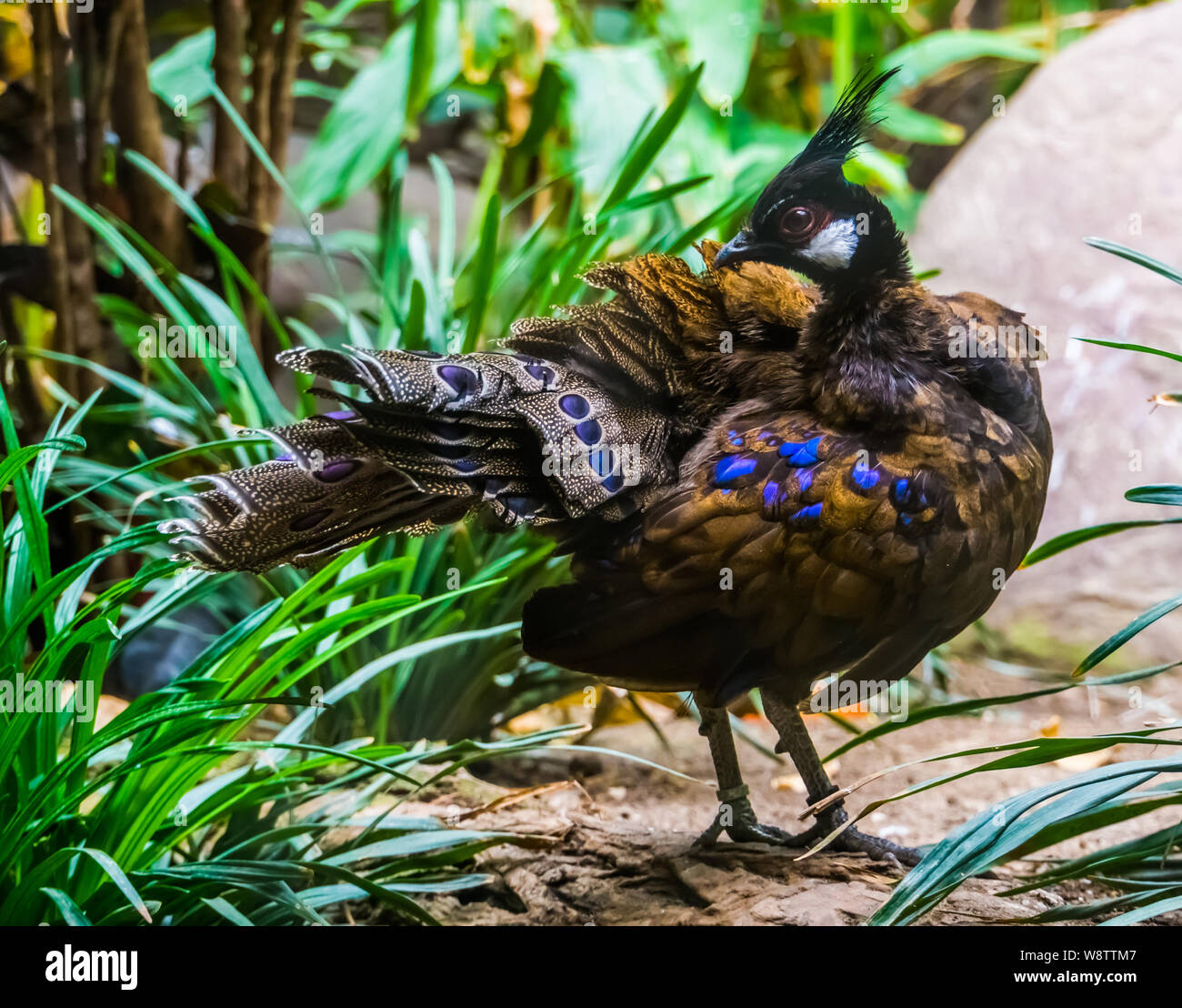 Schöne Nahaufnahme portrait einer palawan Peacock, bunten Fasan specie von Palawan Stockfoto