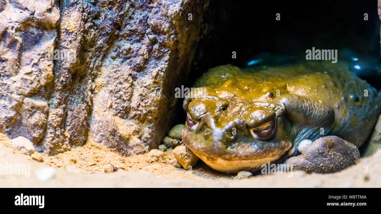 Nahaufnahme des Colorado River Kröte versteckt unter einem Felsen, tropischen Amphibien specie aus Mexiko Stockfoto