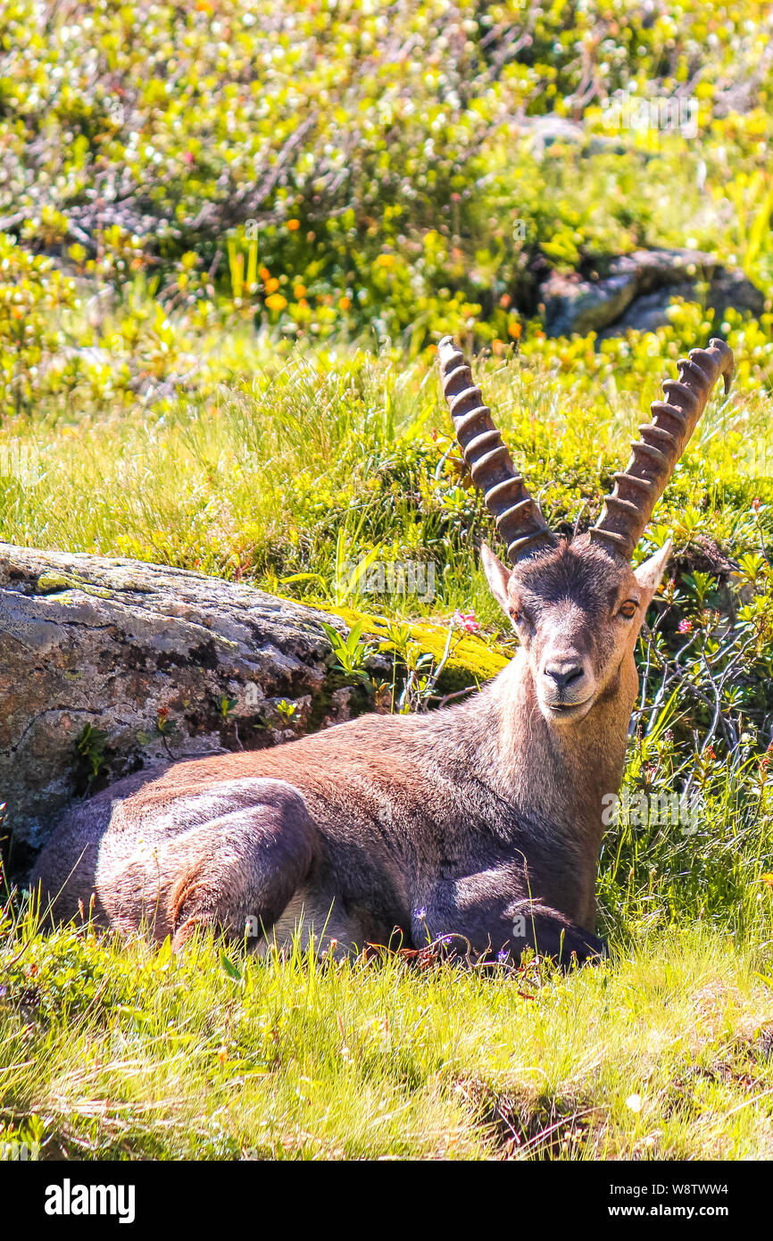 Alpensteinbock liegen auf grünen Berg Wiese in der Nähe von Chamonix, Frankreich. Männchen mit Hörnern. Wie der Steinbock, bouquetin, oder einfach Ibex bekannt, eine Art der wilde Ziege. Wildtiere. Kopieren Sie Platz für Text. Stockfoto
