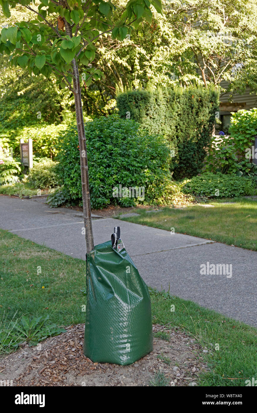 Treegator slow-release-Bewässerung Tasche auf der Basis des einen jungen Baum, Vancouver, BC, Kanada angeschlossen Stockfoto