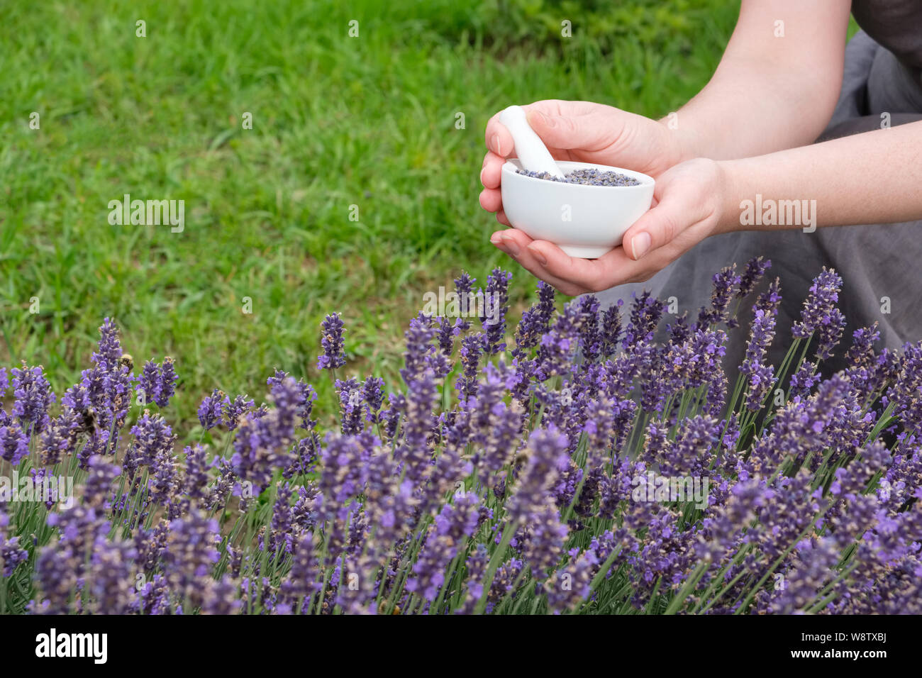 Frau halten in ihren Händen ein weißer Mörtel von Lavendel. Lavendel blühen Blumen. Stockfoto