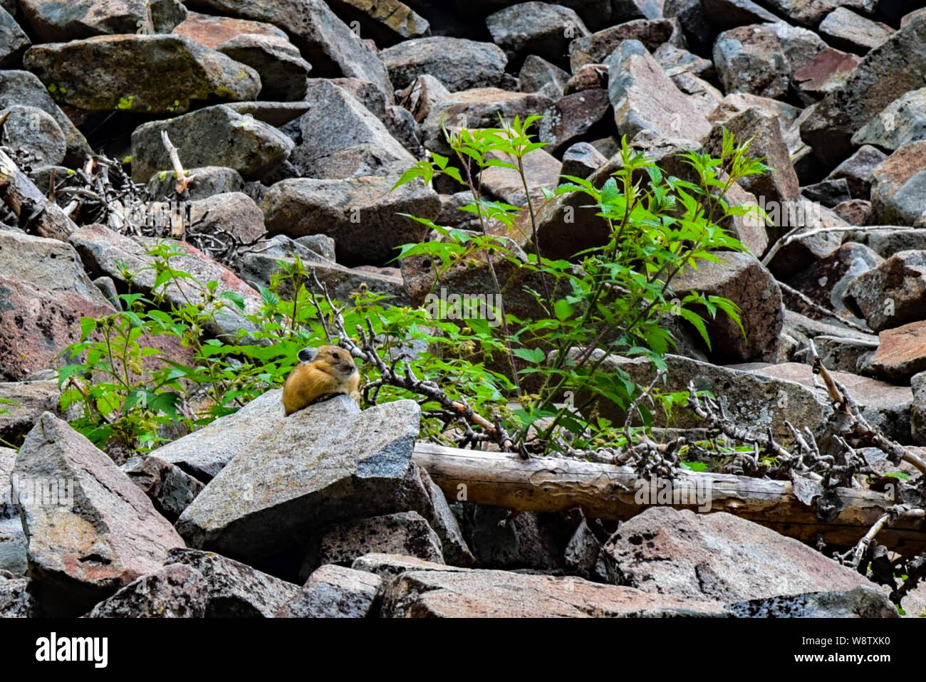 Widlflowers hoch in den Bergen des Nördlichen Utah. Die Schönheit und Vielfalt sind atemberaubend und großem Kontrast zu den grünen grünen Berghängen hinzufügen. Stockfoto