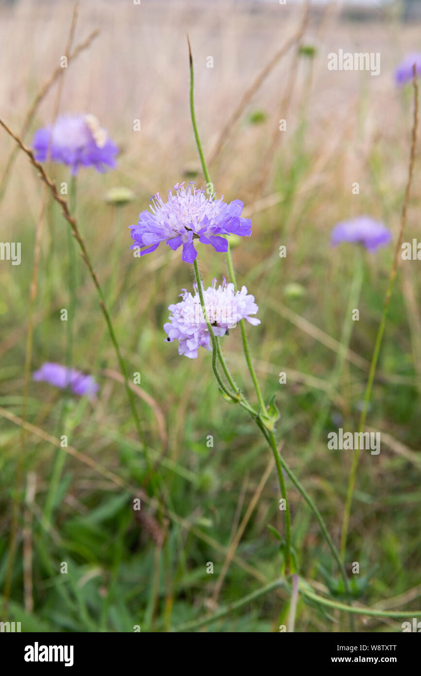 Schöne Feld-witwenblume blüht in einem britischen Weizenfeld. Stockfoto