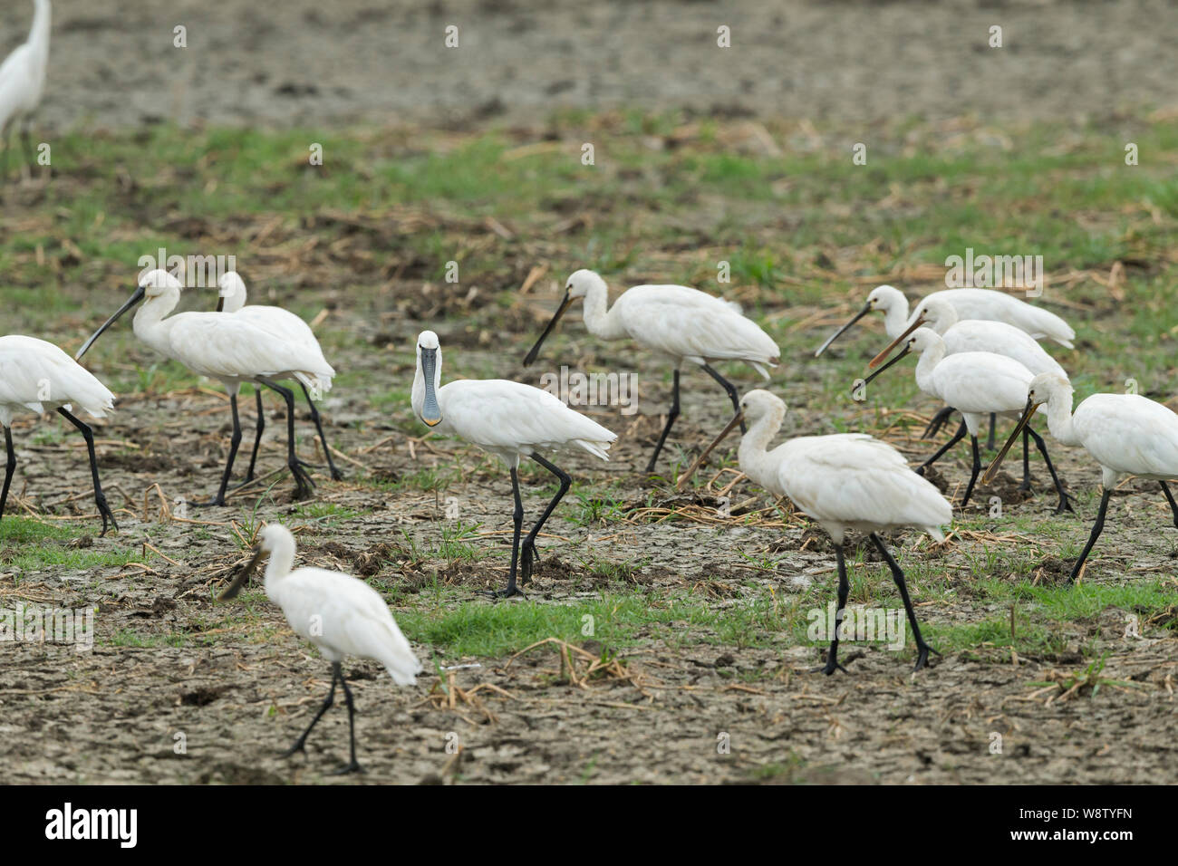 Löffler Platalea leucorodia, Flock, fwalking über Ackerland, Keoladeo Nationalpark, Bharatpur, Indien, Mai Stockfoto