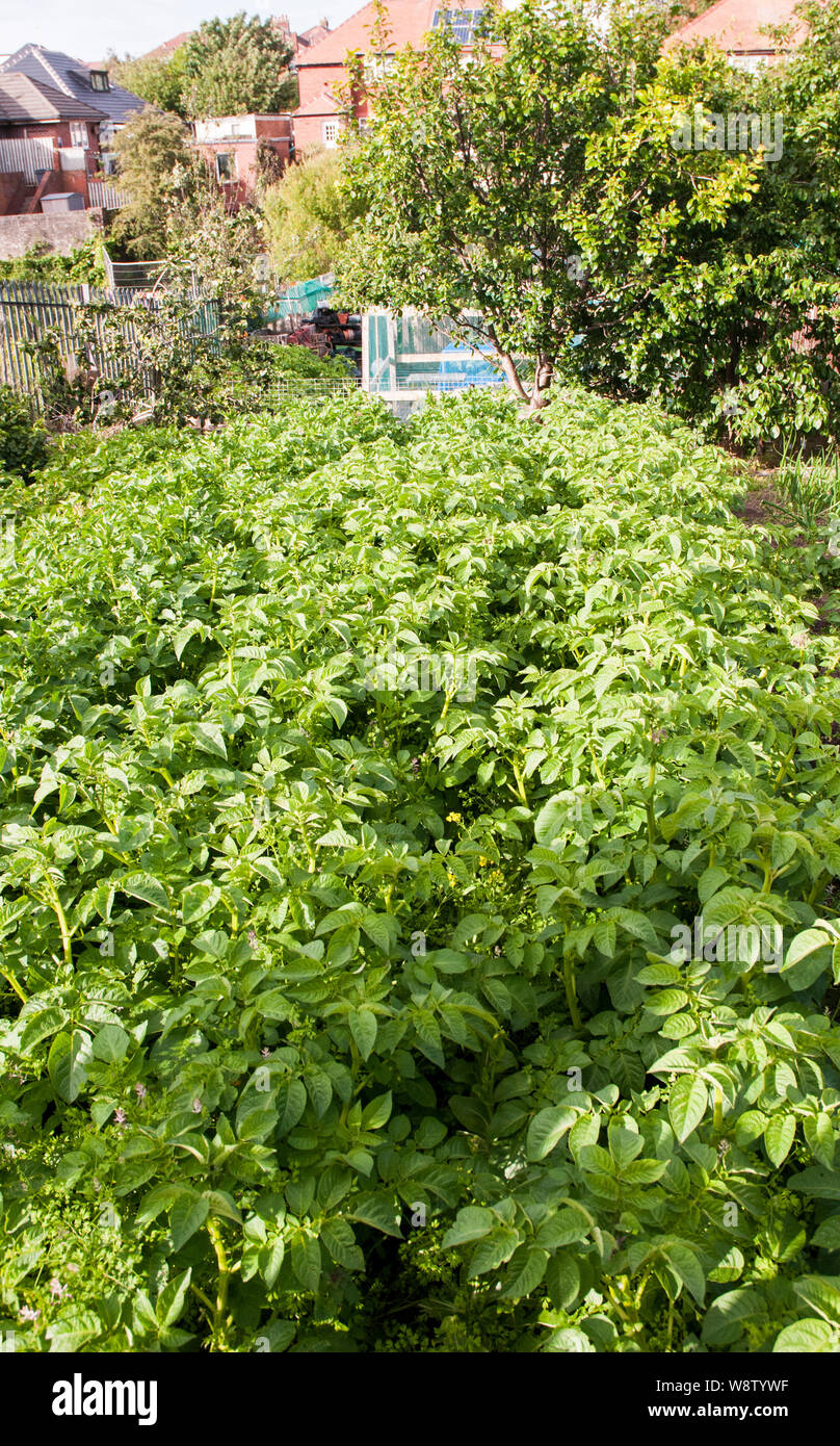 Reihen von Kartoffeln in vollem Blatt auf schrebergarten Stockfoto