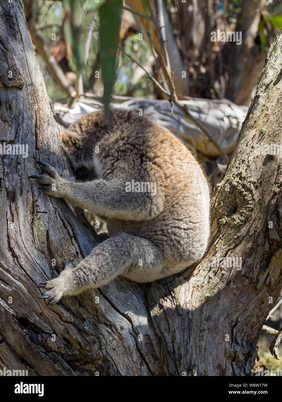 Schlafenden koala zwischen Ästen sitzen Stockfoto