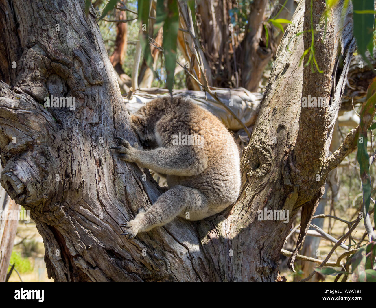 Schlafenden koala zwischen Ästen sitzen Stockfoto