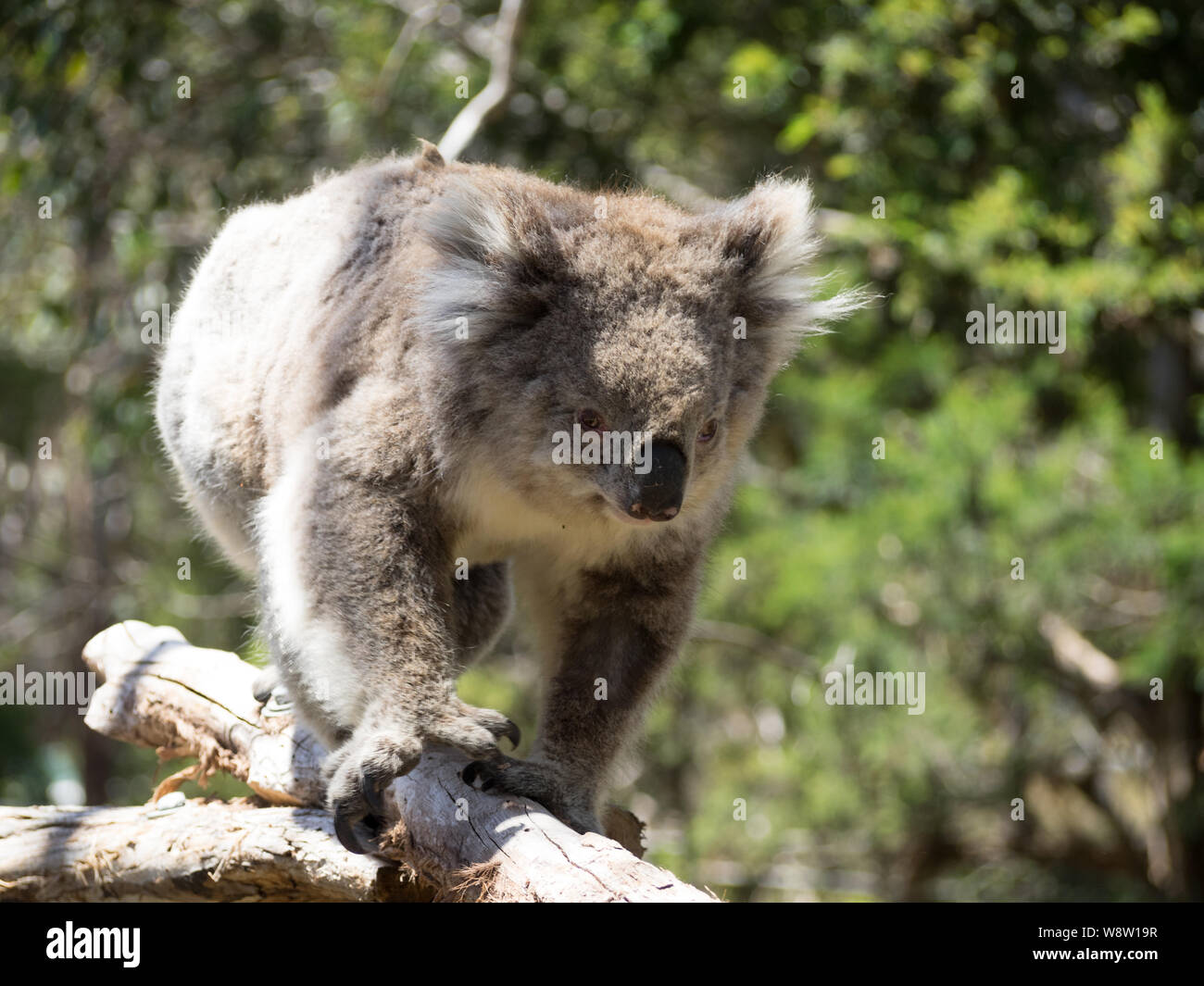 Koala im Baum Stockfoto