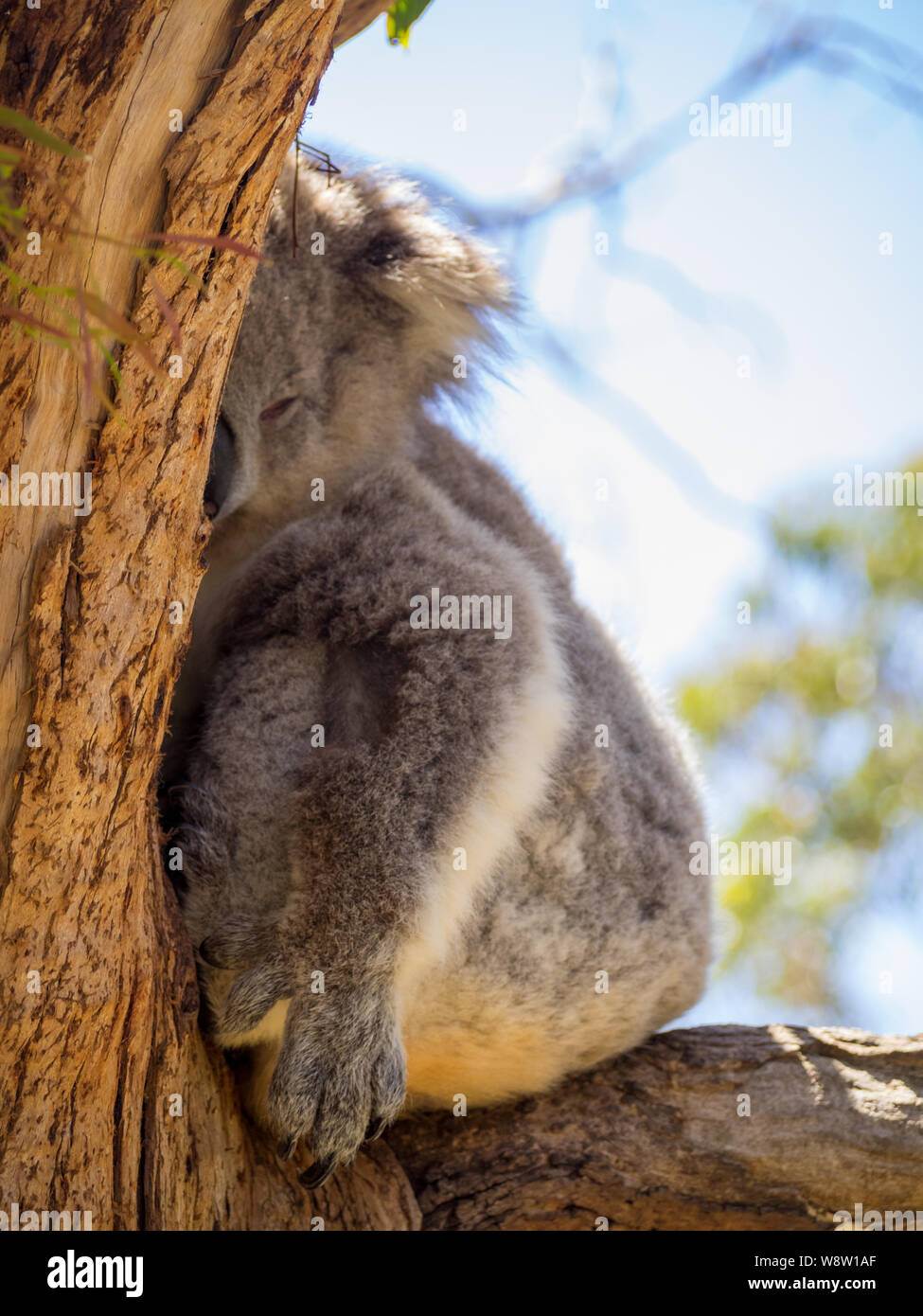 Koala schlafend in einem Baum setaed zwischen Niederlassungen Stockfoto