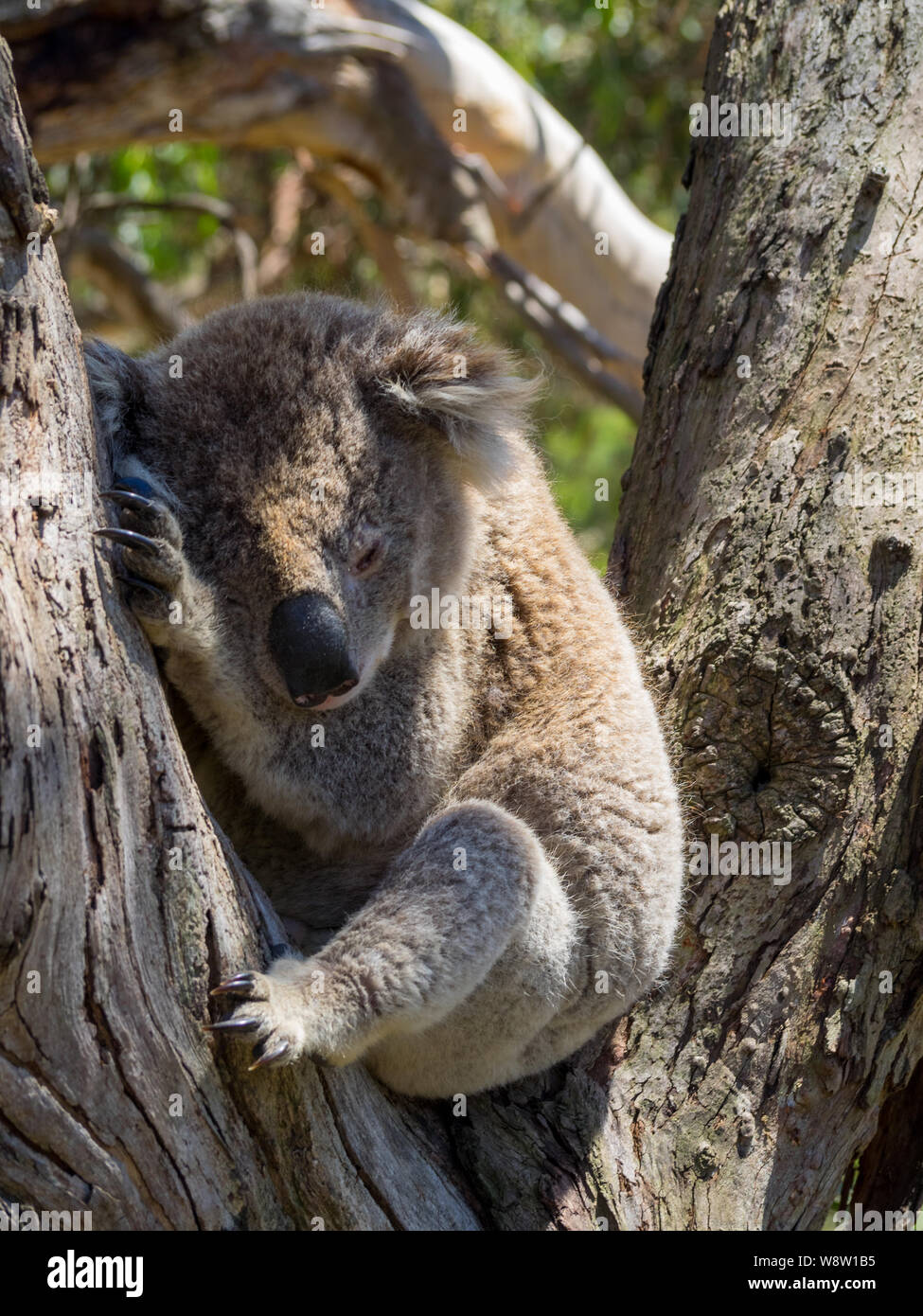 Koala schlafend in einem Baum setaed zwischen Niederlassungen Stockfoto