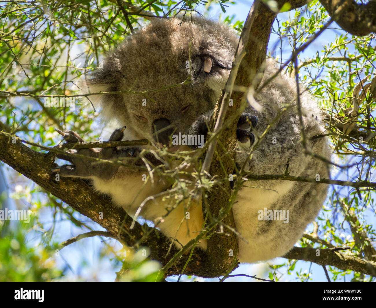 Auf der Suche nach einer Koala schlafen im Baum Stockfoto
