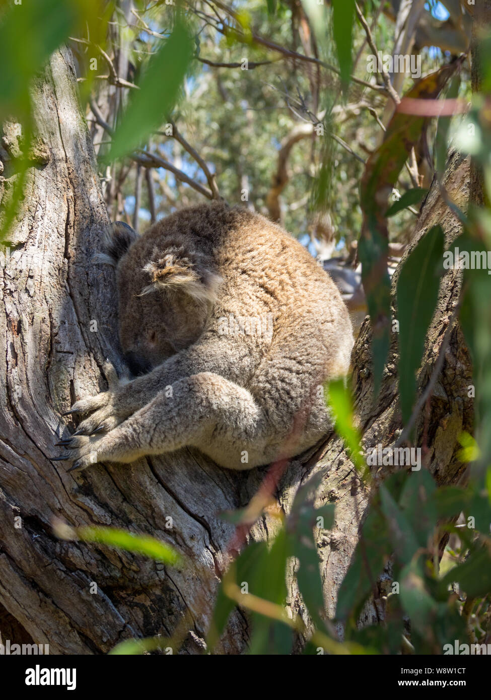 Koala schlafend in einem Baum setaed zwischen Niederlassungen Stockfoto