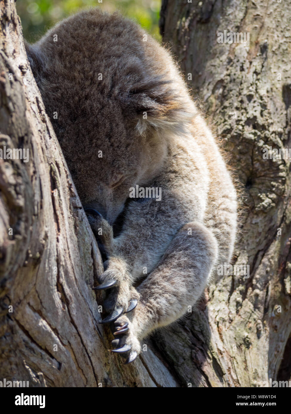 Koala schlafend in einem Baum setaed zwischen Niederlassungen Stockfoto