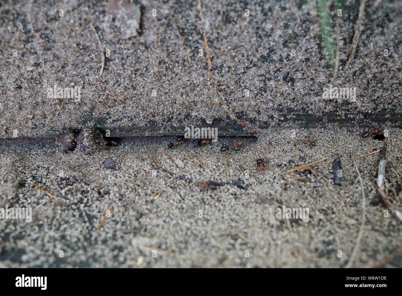 Mehrere Ameisen entlang der Sand entlang eine hölzerne Wand zwischen der alten Stufen zum Eingang des Ameisenhügels Stockfoto