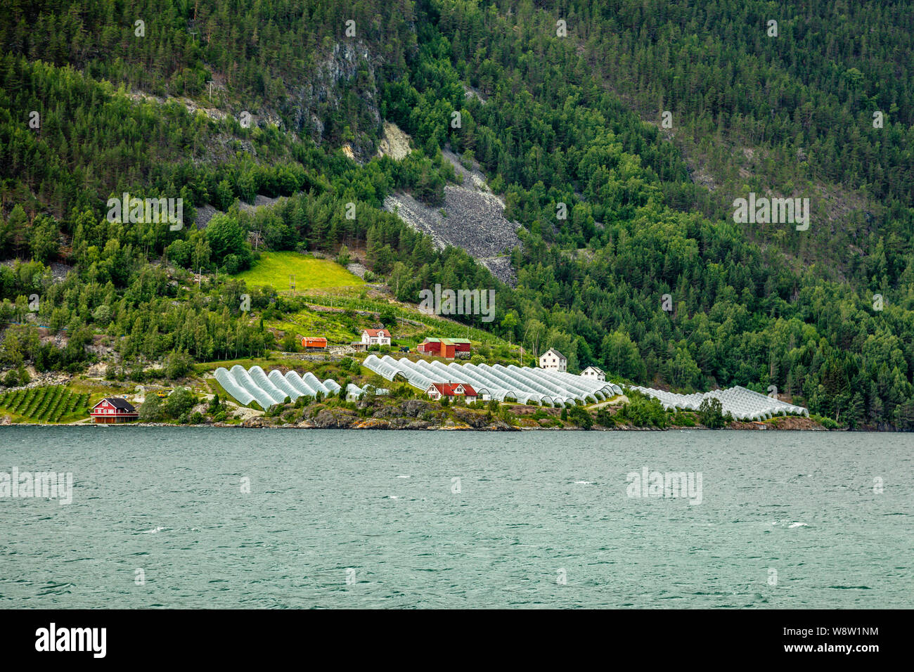 Norwegischen Landwirtschaftlichen Betrieb mit Gewächshäusern auf dem Hügel am Fjord, Aurlan Naeroy, Sogn og Fjordane County, Norwegen Stockfoto