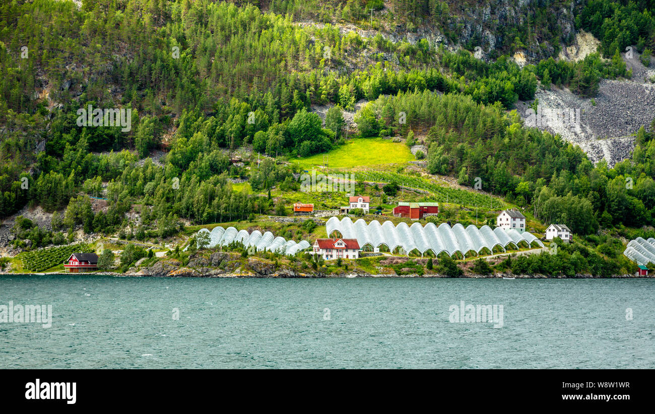 Norwegischen Landwirtschaftlichen Betrieb mit Gewächshäusern auf dem Hügel am Fjord, Aurlan Naeroy, Sogn og Fjordane County, Norwegen Stockfoto