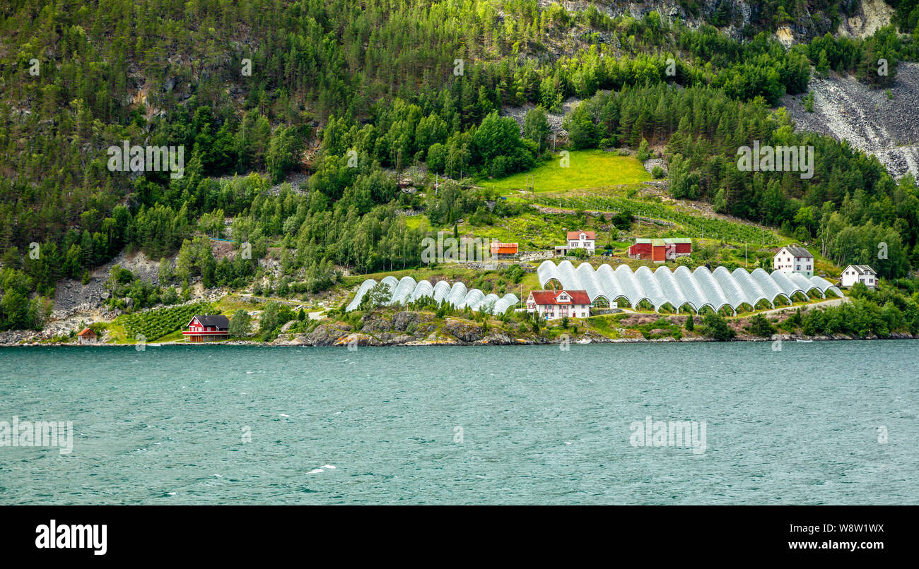 Norwegischen Landwirtschaftlichen Betrieb mit Gewächshäusern auf dem Hügel am Fjord, Aurlan Naeroy, Sogn og Fjordane County, Norwegen Stockfoto