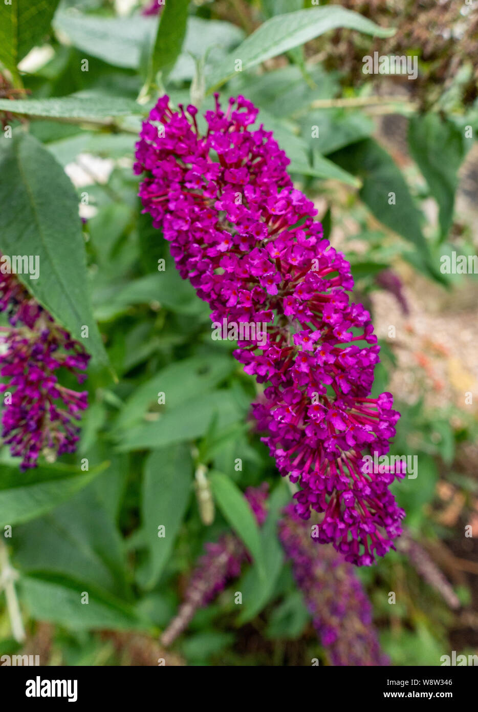Buddleja davidii, Sommer lila, Royal Rot Stockfoto