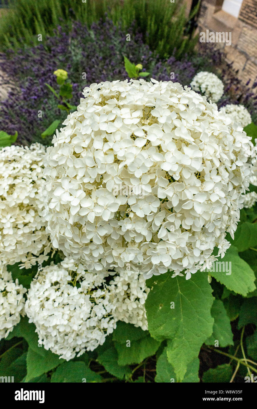 Hydrangea Arborescens Annabelle Stockfoto