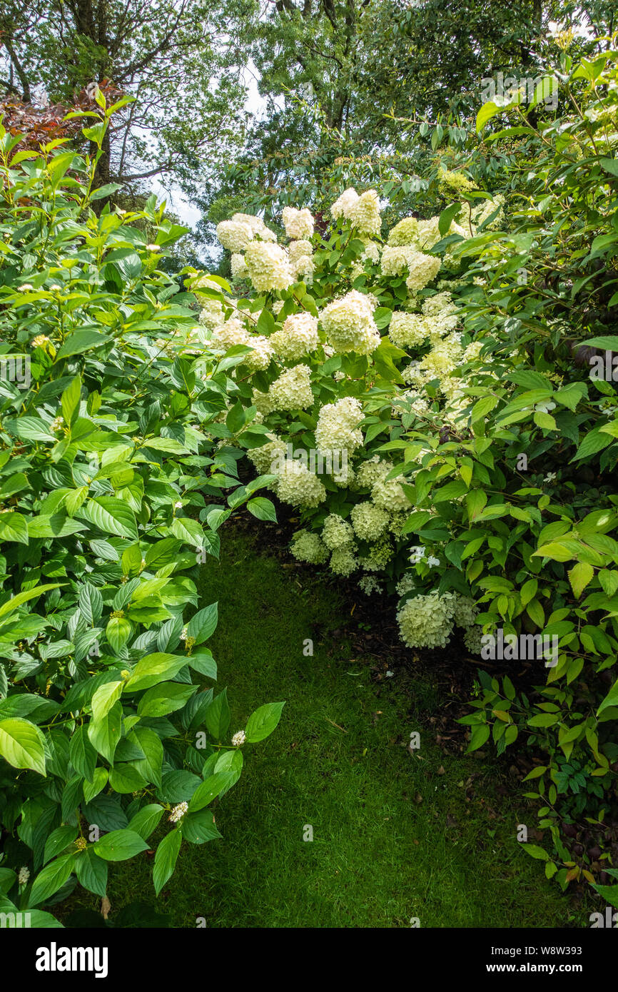 Hydrangea Arborescens Annabelle Stockfoto