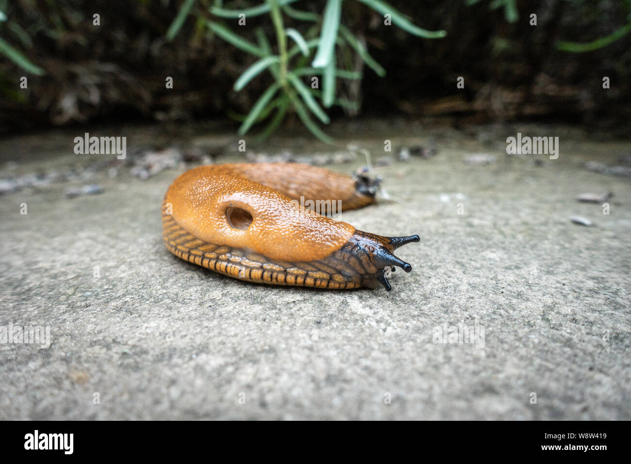 Geringe Aussicht in der Nähe von Garten Schnecken kriechen auf Terrasse Stockfoto