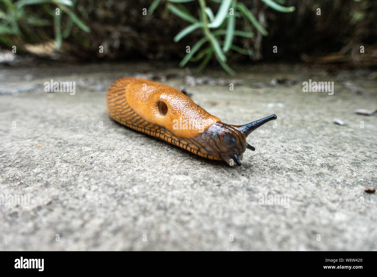 Geringe Aussicht in der Nähe von Garten Schnecken kriechen auf Terrasse Stockfoto