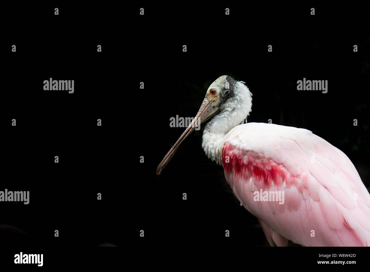 Rosalöffler auf schwarzem Hintergrund isoliert. Stockfoto