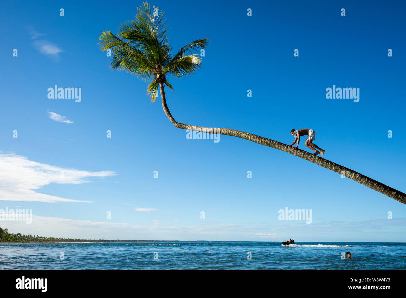 BAHIA, BRASILIEN - MÄRZ 2018: Junge Brasilianer klettern eine Kokospalme überhängende tropische Gewässer an einem Strand in einem kleinen ländlichen Dorf. Stockfoto