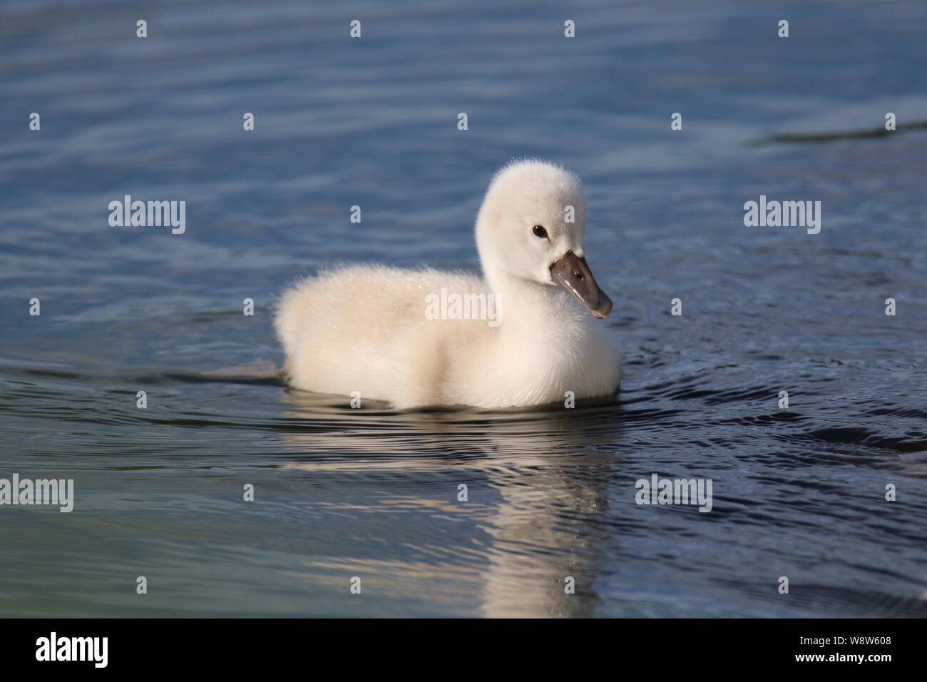 Ein Baby Mute swan cygnet Schwimmen in einem See im Frühjahr Stockfoto