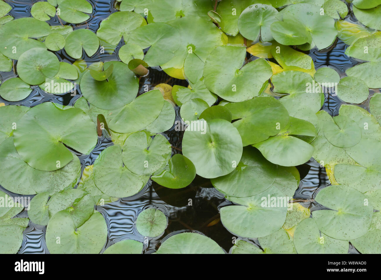 Nymphaea tetragona schwimmend auf kristallklarem Wasser. Rosa Seerose, Pygmy Lily Stockfoto